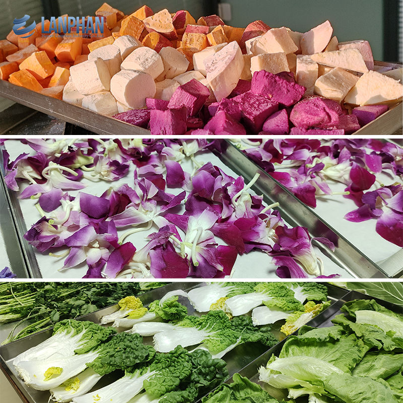 Máquina de secagem por congelamento a vácuo Máquina de secagem por congelamento para carne Alimentos para animais de estimação Máquina de secagem por congelamento de frutas